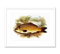 Wee Blue Coo Painting Animal Fish Common Carp Lydon Framed Wall Art Print