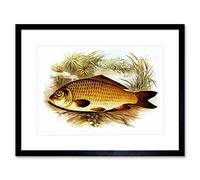 Wee Blue Coo Painting Animal Fish Common Carp Lydon Framed Wall Art Print