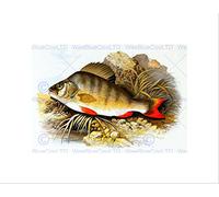 Wee Blue Coo Painting Animal Fish Perch Lydon Picture Wall Art Print