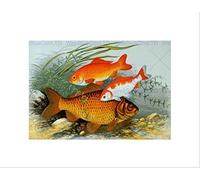 Wee Blue Coo Painting Animal Fish Various Goldfish Lydon Wall Art Print