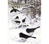 Wee Blue Coo Painting Animal Junco 1914 Birds Winter Horsfall Art Print Poster Wall Decor 12X16 Inch