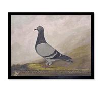 Wee Blue Coo Painting Animal Pigeon Dove Bird Art Print Framed Poster Wall Decor 12X16 Inch