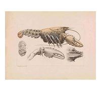 Wee Blue Coo Painting Biology Becker Murray Spiny Crayfish Art Print Poster Wall Decor 12X16 Inch