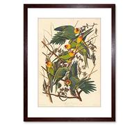 Wee Blue Coo PAINTING BIRD AUDUBON CAROLINA PARROT FRAMED PRINT F97X3579