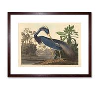 Wee Blue Coo Painting Bird Audubon Louisiana Heron Framed Wall Art Print