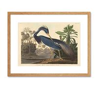 Wee Blue Coo Painting Bird Audubon Louisiana Heron Framed Wall Art Print