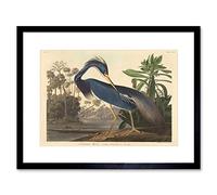 Wee Blue Coo Painting Bird Audubon Louisiana Heron Framed Wall Art Print