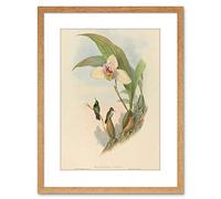 Wee Blue Coo PAINTING BIRD GOULD ABEILLES HUMMINGBIRD FRAMED PRINT F97X3770