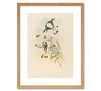 Wee Blue Coo Painting Bird Gould Peruvian Racket Tail Framed Wall Art Print