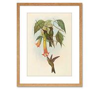 Wee Blue Coo PAINTING BIRD GOULD SWORD BILLED HUMMINGBIRD FRAMED PRINT F97X3778