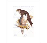 Wee Blue Coo PAINTING BIRDS GOULD LEAR PEREGRINE FALCON PAIR FRAMED ART PRINT B12X12811