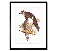Wee Blue Coo PAINTING BIRDS GOULD LEAR PEREGRINE FALCON PAIR FRAMED ART PRINT B12X12811