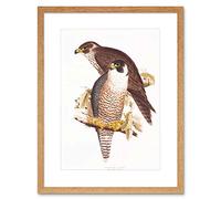 Wee Blue Coo Painting Birds Gould Lear Peregrine Falcon Pair Framed Wall Art Print
