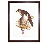 Wee Blue Coo Painting Birds Gould Lear Peregrine Falcon Pair Framed Wall Art Print