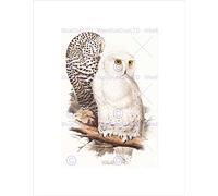 Wee Blue Coo PAINTING BIRDS GOULD LEAR SNOWY OWL PAIR BLACK FRAMED ART PRINT B12X12812