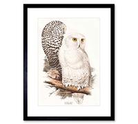 Wee Blue Coo PAINTING BIRDS GOULD LEAR SNOWY OWL PAIR BLACK FRAMED ART PRINT B12X12812