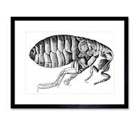 Wee Blue Coo Painting Book Insect Micrographia Hooke Flea Framed Wall Art Print