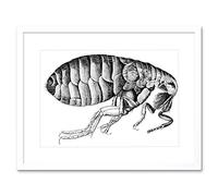 Wee Blue Coo Painting Book Insect Micrographia Hooke Flea Framed Wall Art Print