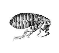 Wee Blue Coo Painting Book Insect Micrographia Hooke Flea Wall Art Print