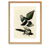 Wee Blue Coo Painting Book Page Birds America Audubon American Magpie Framed Wall Art Print