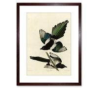 Wee Blue Coo Painting Book Page Birds America Audubon American Magpie Framed Wall Art Print