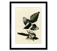 Wee Blue Coo Painting Book Page Birds America Audubon American Magpie Framed Wall Art Print