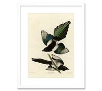 Wee Blue Coo Painting Book Page Birds America Audubon American Magpie Framed Wall Art Print