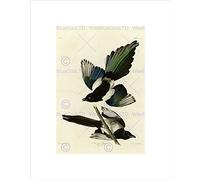 Wee Blue Coo Painting Book Page Birds America Audubon American Magpie Wall Art Print