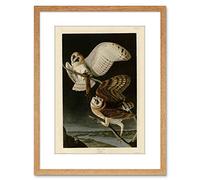 Wee Blue Coo PAINTING BOOK PAGE BIRDS AMERICA AUDUBON BARN OWL FRAMED PRINT F97X4481