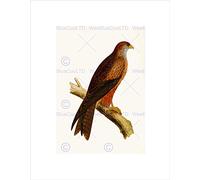 Wee Blue Coo Painting Book Page Birds Bree Arabian Kite Wall Art Print