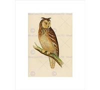 Wee Blue Coo PAINTING BOOK PAGE BIRDS BREE EGYPTIAN OWL BLACK FRAMED ART PRINT B12X12872