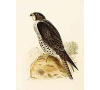 Wee Blue Coo Painting Book Page Birds Bree Norway Falcon Art Print Poster Wall Decor 12X16 Inch