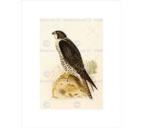 Wee Blue Coo PAINTING BOOK PAGE BIRDS BREE NORWAY FALCON BLACK FRAMED ART PRINT B12X12873