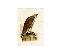 Wee Blue Coo Painting Book Page Birds Bree Saker Falcon Wall Art Print