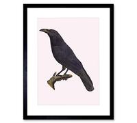 Wee Blue Coo PAINTING BOOK PAGE BIRDS FRAUENHOLZ COMMON RAVEN FRAMED ART PRINT B12X12875