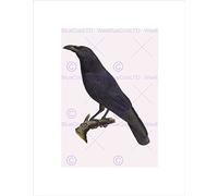 Wee Blue Coo PAINTING BOOK PAGE BIRDS FRAUENHOLZ COMMON RAVEN FRAMED ART PRINT B12X12875
