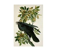 Wee Blue Coo Painting Nature Animal Bird Audubon Raven Wall Art Print
