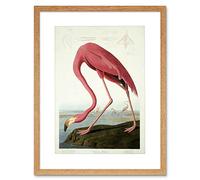 PAINTING NATURE AUDUBON AMERICAN FLAMINGO FRAMED PRINT PICTURE F12X402