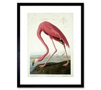 Wee Blue Coo Painting Nature Audubon American Flamingo Picture Framed Wall Art Print