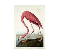 Wee Blue Coo Painting Nature Audubon American Flamingo Picture Wall Art Print