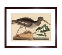 Wee Blue Coo PAINTING NATURE BIRD CATESBY OYSTER CATCHER FRAMED PRINT F97X4010