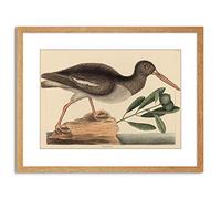 Wee Blue Coo PAINTING NATURE BIRD CATESBY OYSTER CATCHER FRAMED PRINT F97X4010