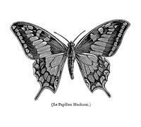 Wee Blue Coo Painting Nature Insect Swallowtail Butterfly France Wall Art Print