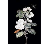 Wee Blue Coo Painting Nature Study Dietzsch Apple Blossoms Butterflies Art Print Poster Wall Decor 12X16 Inch