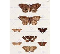 Wee Blue Coo Painting Nature Study Insects Humboldt Various Butterflies Wall Art Print