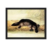 Wee Blue Coo Painting Platypus River Bank Duck Billed Art Large Framed Art Print Poster Wall Decor 18x24 inch