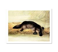 Wee Blue Coo Painting Platypus River Bank Duck Billed Art Large Framed Art Print Poster Wall Decor 18x24 inch