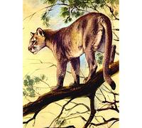 Wee Blue Coo Painting Puma Cougar Mountain Lion Cat Art Print Poster Wall Decor 12X16 Inch