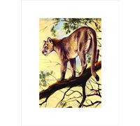 Wee Blue Coo PAINTING PUMA COUGAR MOUNTAIN LION CATS BLACK FRAMED ART PRINT PICTURE B12X7482