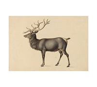 Wee Blue Coo Painting Rindisbacher European Elk Old Master Wall Art Print